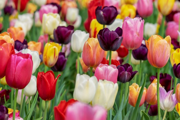 A tavasz szimbóluma – tulipán