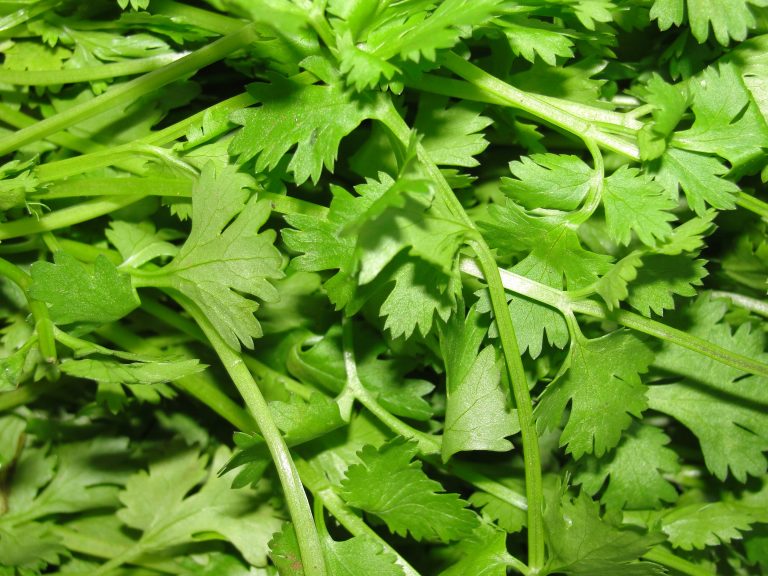Íme a vitaminokban gazdag, friss fűszer, ami a magyar konyhában is helyet kér