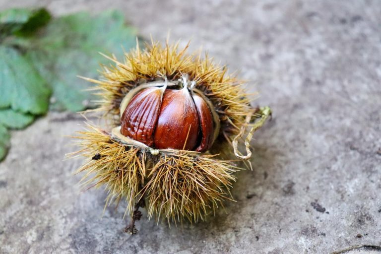 A szelídgesztenye számos módon felhasználható, íme néhány hasznos praktika
