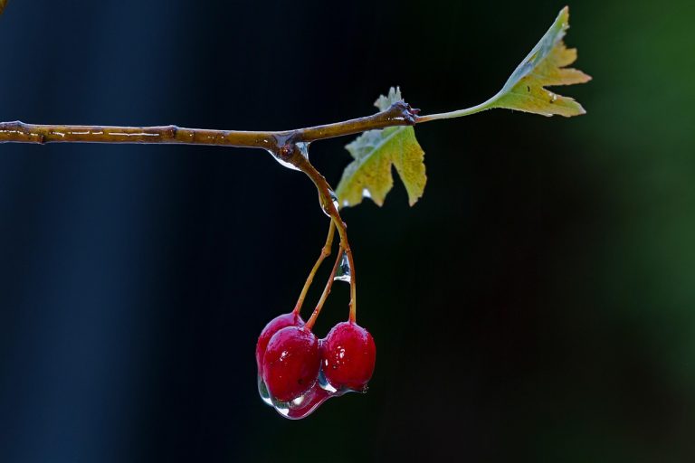 Nem csak a szívnek tesz jót, de a stresszt is oldja a hétköznapokban ez a növény
